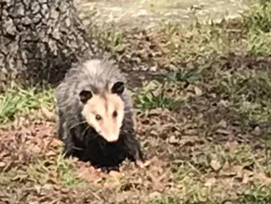 Hello, possum