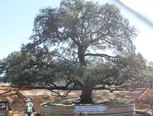 Heritage oak takes root after $300k move