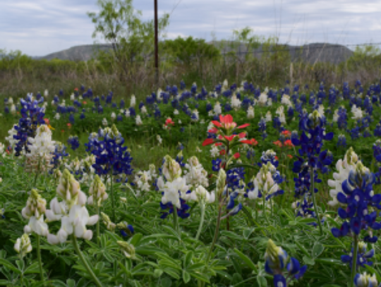 Hill Country photo contest winners announced