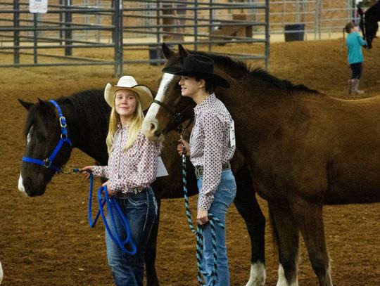 Horse Show winners named at Livestock Show