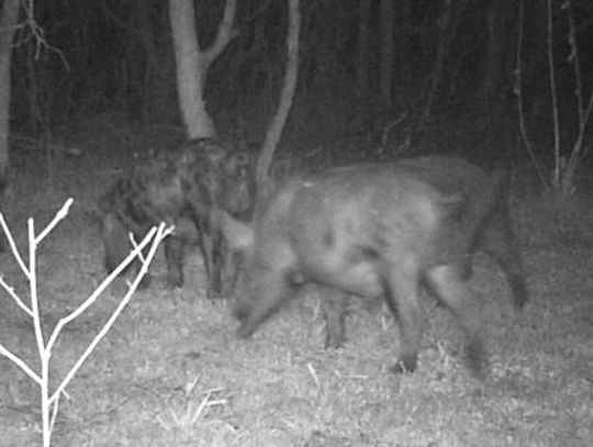 Hunting of feral hogs goes sky high