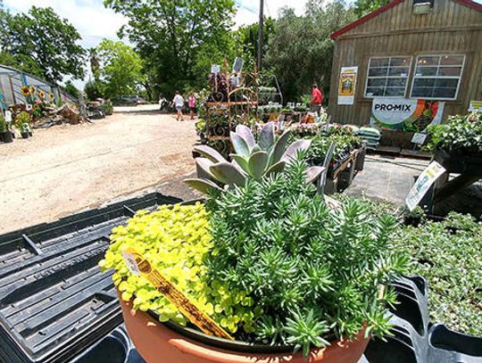 It’s About Thyme to close