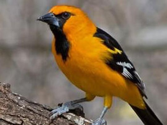 It’s hard to beat the spectacular  Rio Grande Valley Birding Festival