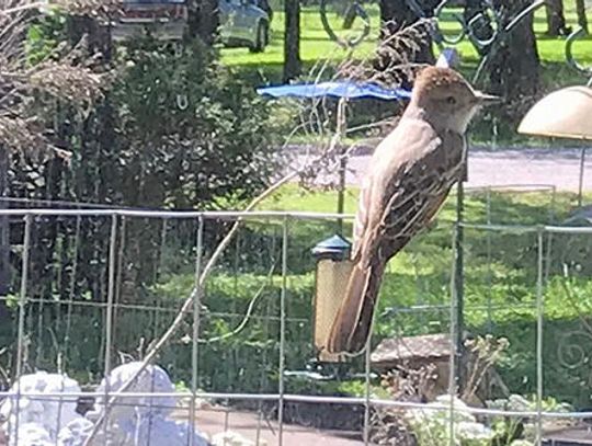 It’s time for springtime birds