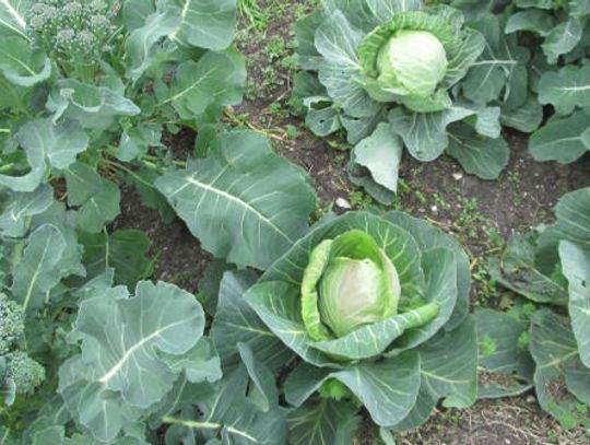It’s time to plant! Gardening gone ‘viral’