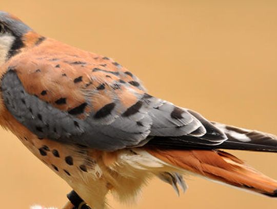 Keep an eye out for bird sightings