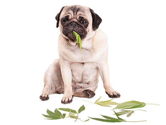 Keep your dogs off the grass