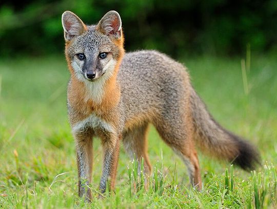 Keep your eyes peeled for fox pups in the area