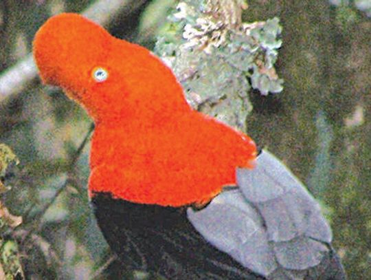 Keep your eyes peeled for must-see birds