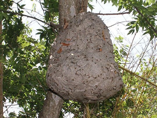 Kyle area apiarist combs for the truth about bees
