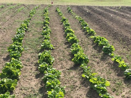 Kyle Correctional Center helps fight against hunger with garden