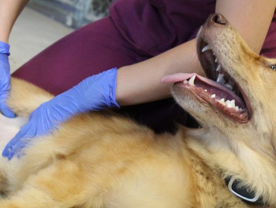 Kyle eyes plan for controlling pet population