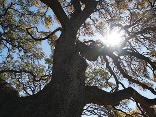 Legislation could kill Buda tree protections