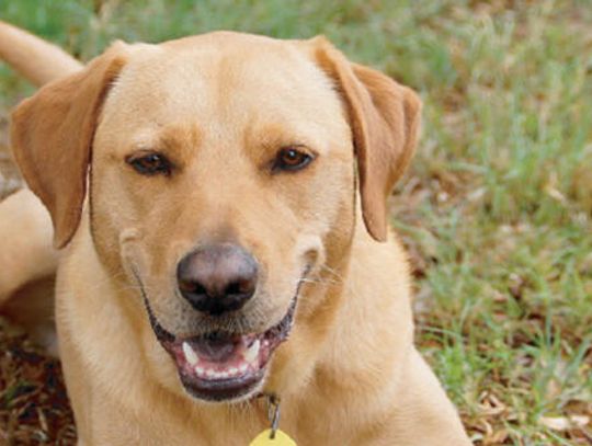 Lend a helping paw: PAWS program brings pups to those who need a smile