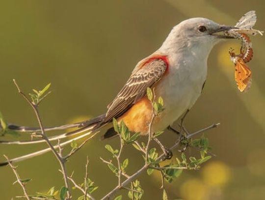 Lights Out, Texas: What to know about bird migration