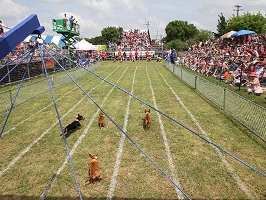 Little legs, big dollars: Buda’s 2017 Wiener Dog Races bring in increased tourist dollars