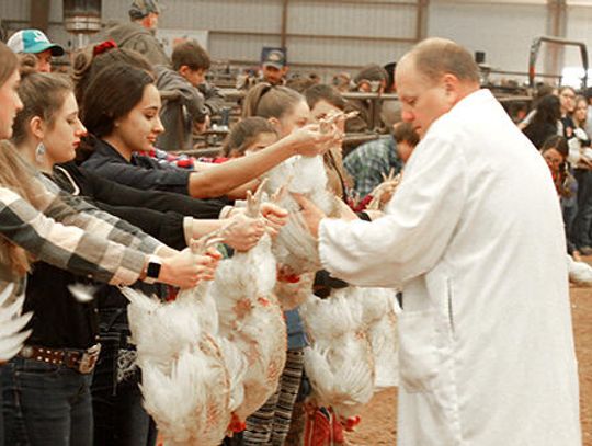 Livestock Show 2019