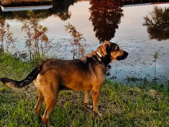 Local dog attacks raise concerns