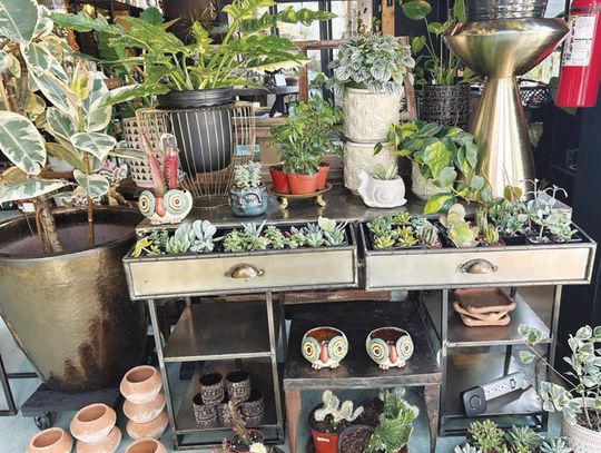 Local florist opens plant shop in Buda
