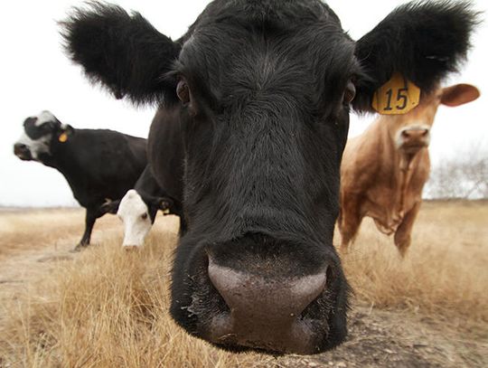 Local livestock producers may be eligible for drought disaster assistance