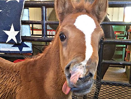 Locals pitch in to help horse with congenital birth defect