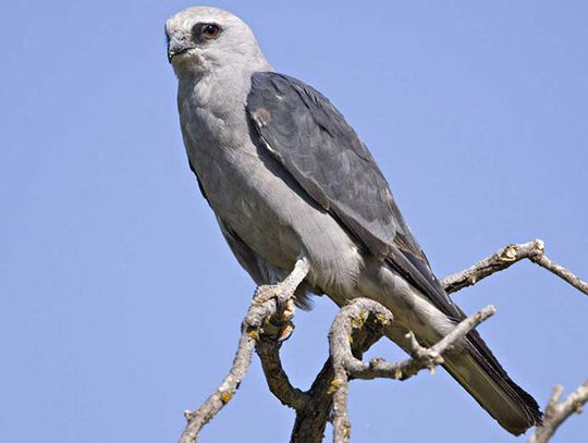 Look to the sky for the Mississippi kites