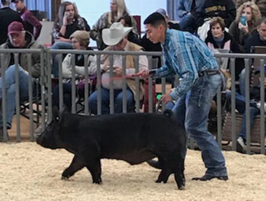 Lugo’s swine takes the prize