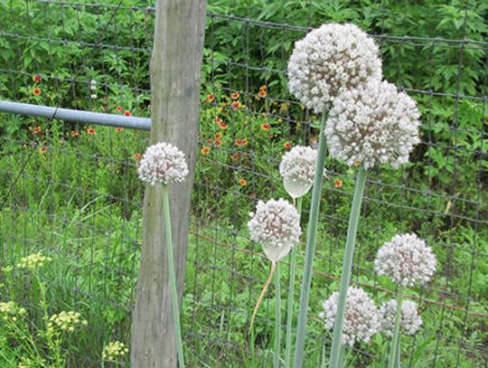 Make it a green 2017: Gardening resolutions to start your year right