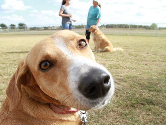 Mutt Manners: Guidelines to keeping your local dog park paws-itive