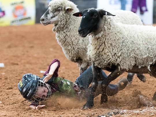 Mutton busted