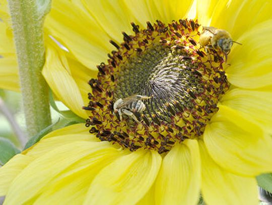Nature’s helpers on the decline: Apiarists look for answers as bees put on endangered list