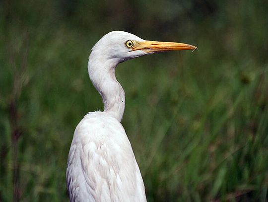 No regrets for the egret