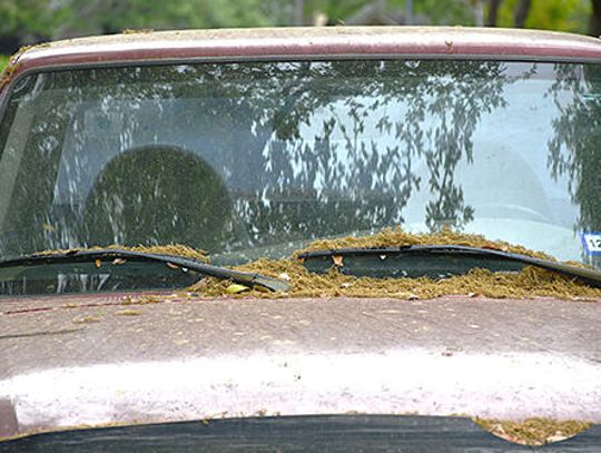 Oak pollen on the rise