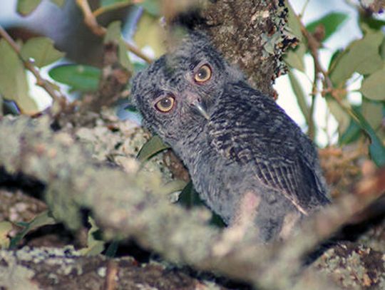 Owl’s well on the homefront