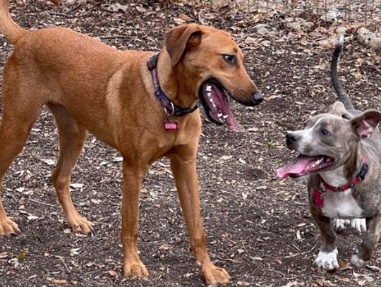 Paw-some nonprofit shines in Wimberley