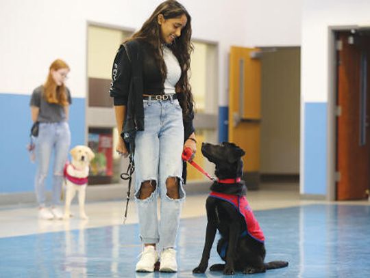 Paws-itive: Wimberley canines pass final exams