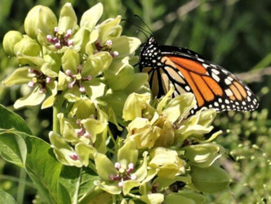 PEC to provide free pollinator seed packets
