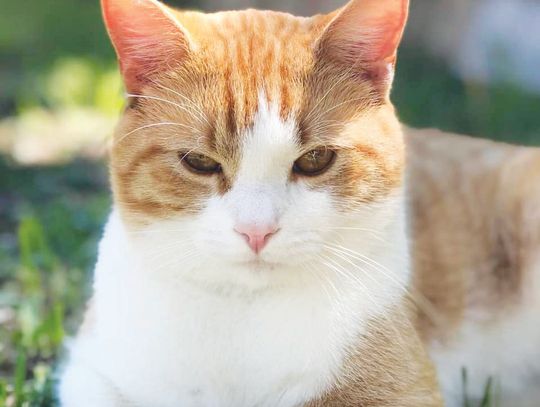Picture Purr-fect