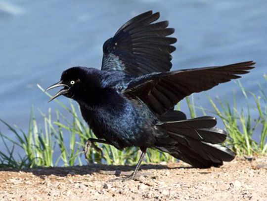 Poor grackle can’t catch a break