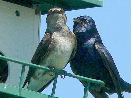 Prepare your home for purple martins