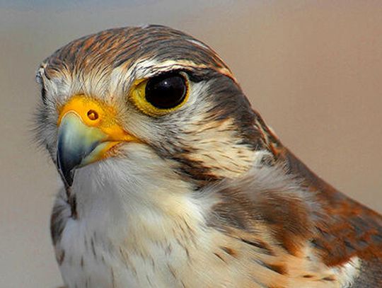 Presenting the ‘wandering falcon’