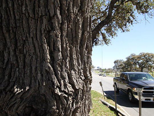 Proposed bill may uproot local tree ordinances