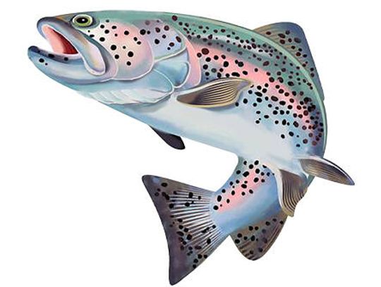 Public access now open for Guadalupe River trout fishing