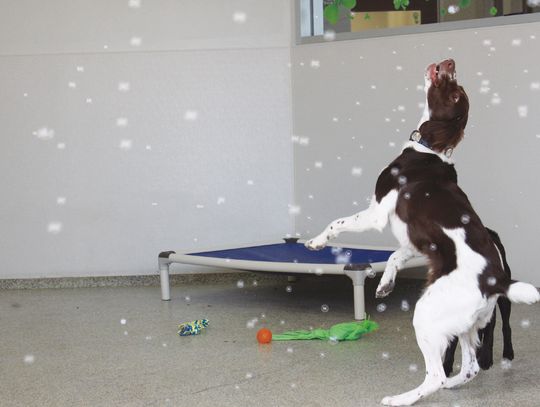 Puppies party with bubbles at pet resort event
