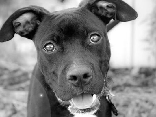 Regional animal shelter seeking foster homes