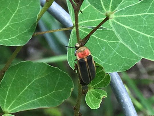 Remove pesticides before you plant