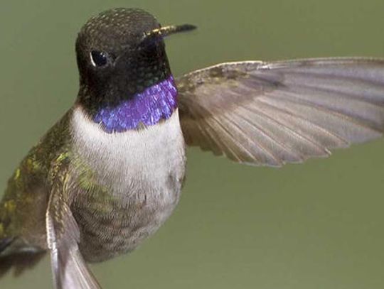 Report hummers