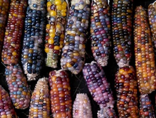 Sargert shares his passion for Hopi Corn and mushroom plants