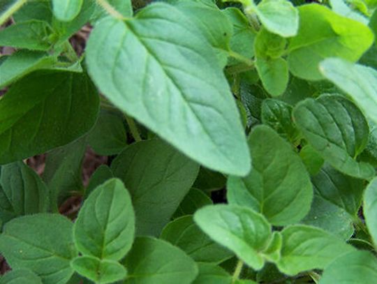 Singing praises of oregano