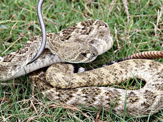 Snake, rattle and roll Buda native takes pride in snake rescue gig